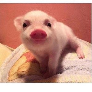 Meet your Posher, Miranda